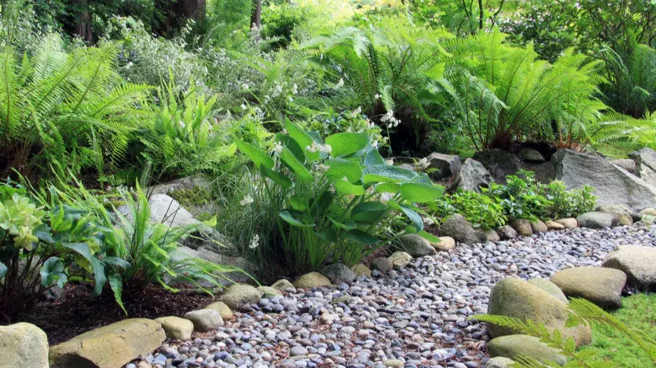 Kapradiny ve stínu Kapradiny ve stínu