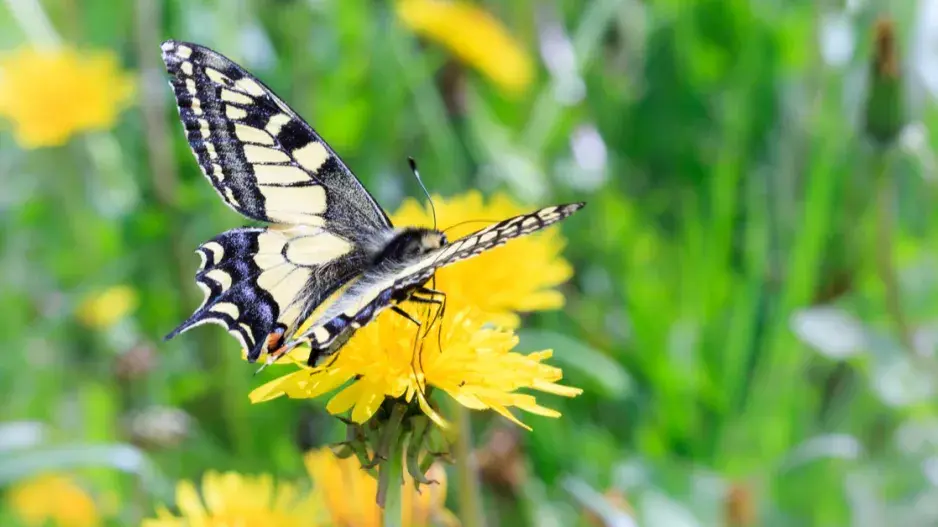Smetanka lékařská (Taraxacum officinale) Smetanka lékařská (Taraxacum officinale)