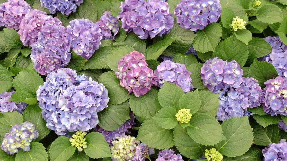 Hortenzie velkolistá