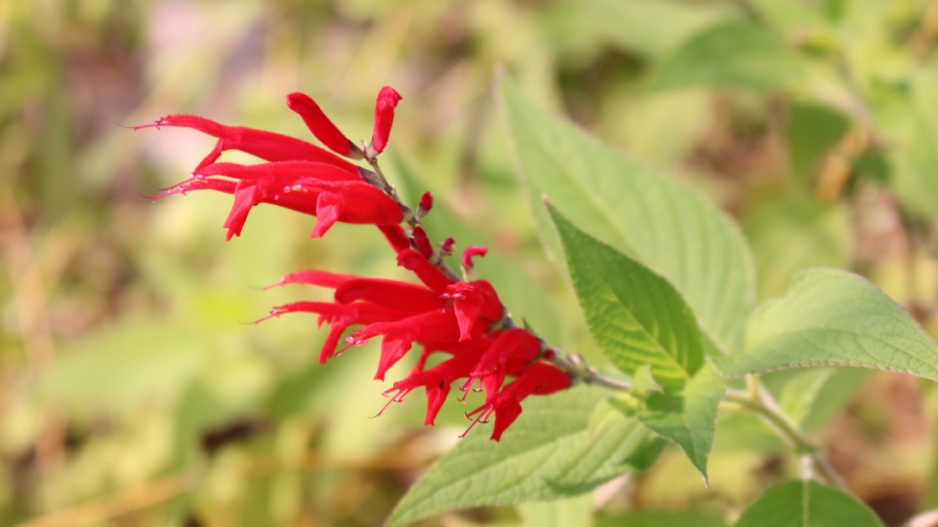 Šalvěj ananasová (Salvia rutilans)