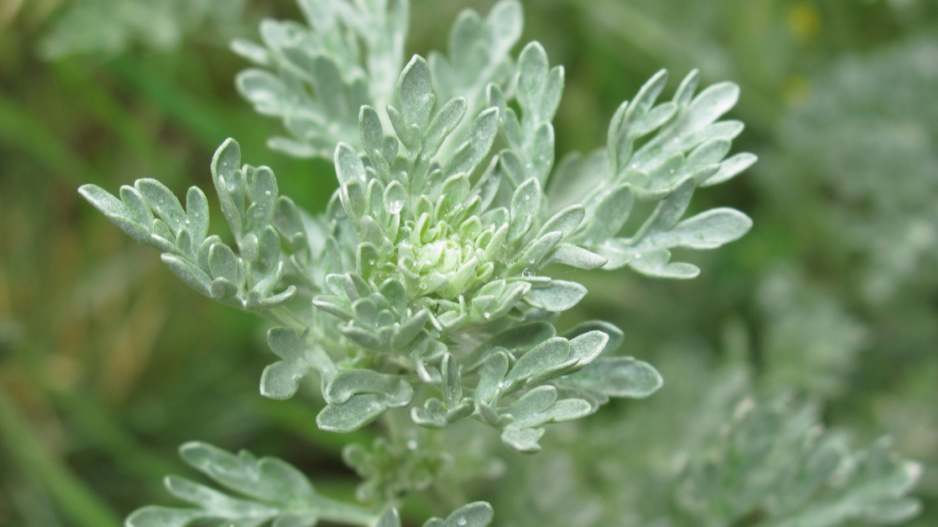 Pelyněk pravý (Artemisia absinthium)