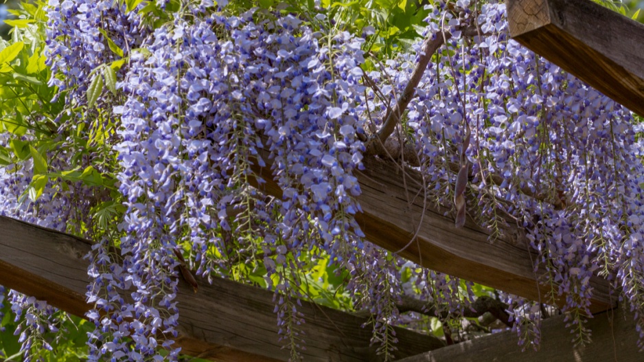 Vistárie čínská (Wisteria sinensis)