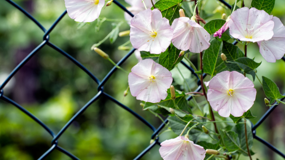 Svlačec rolní (Convolvulus arvensis)