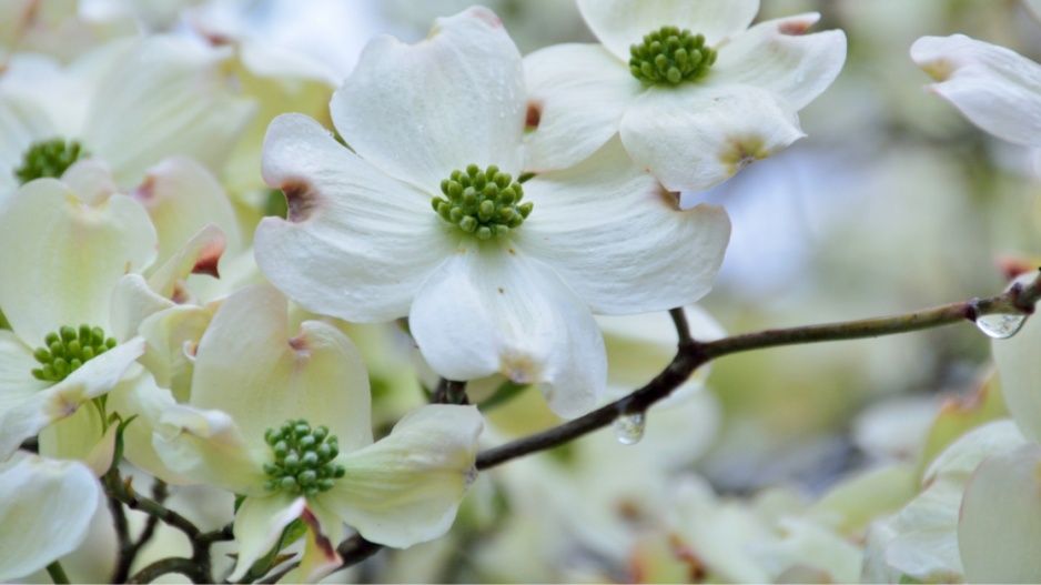 Dřín květnatý (Cornus florida)