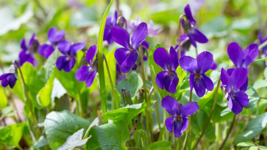 Violka vonná (Viola odorata)