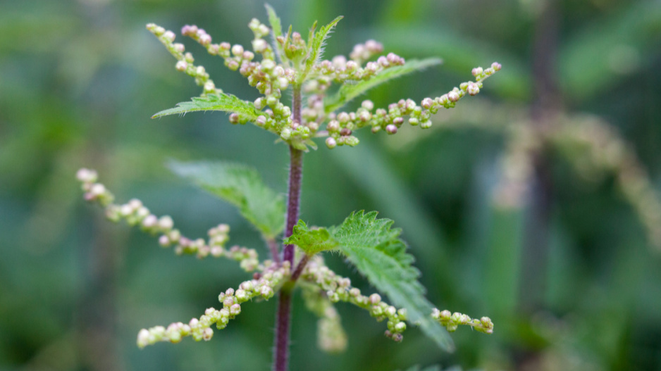 Kopřiva dvoudomá (Urtica dioica)