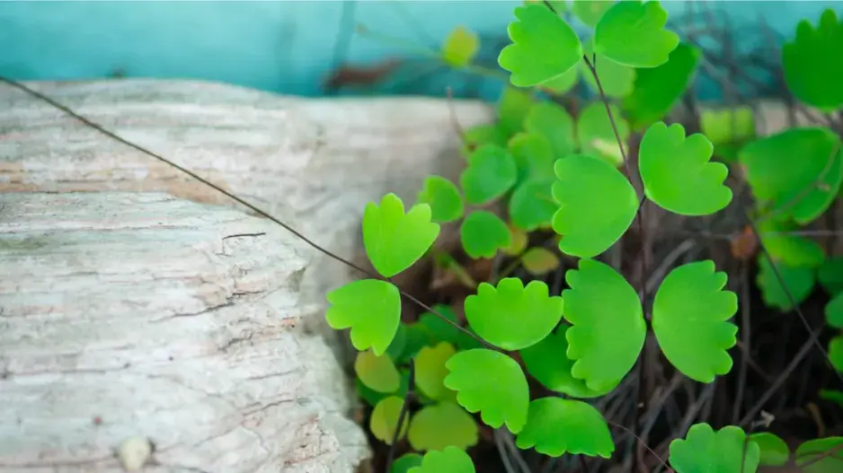 Kapradina netík Kapradina netík