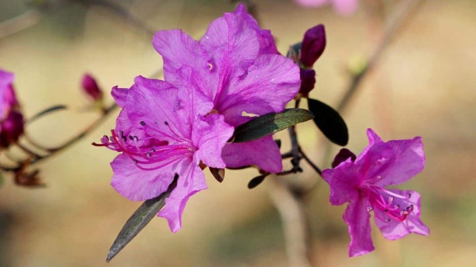 Pěnišník daurský (Rhododendron dauricum)
