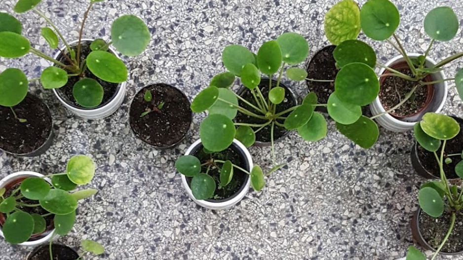 Pilea peperomioides, palačinková rostlina