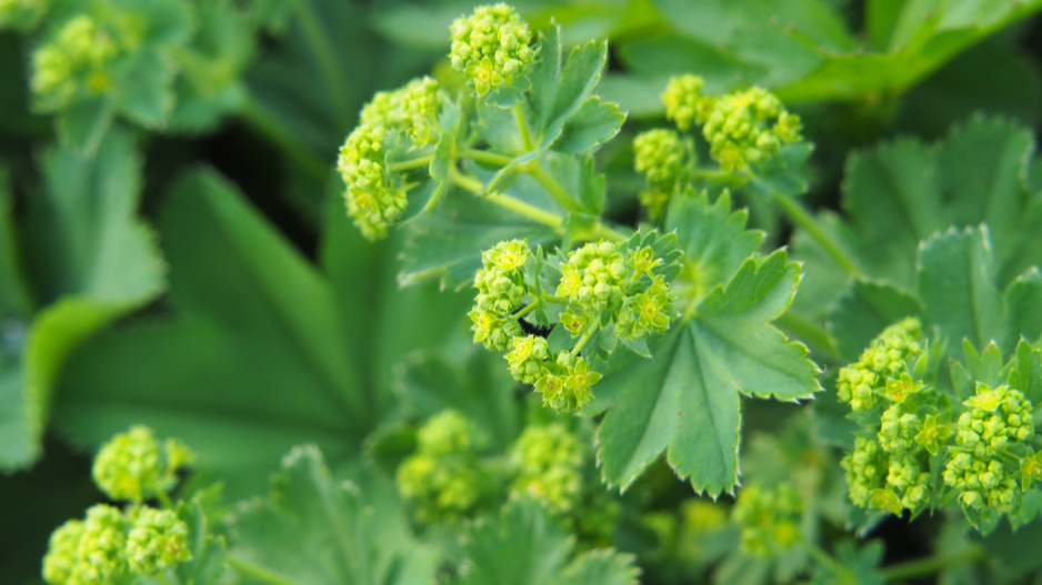 Kontryhel měkký (Alchemilla mollis)