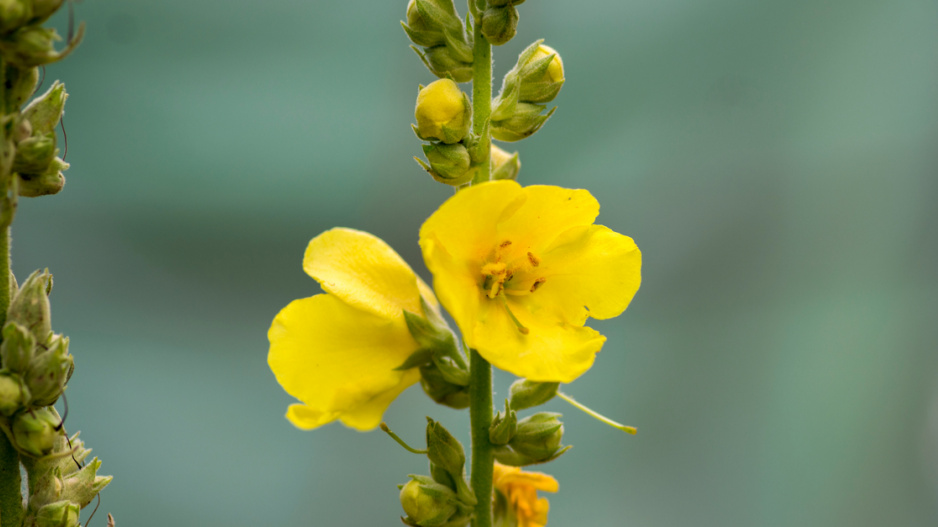 Divizna (Verbascum)