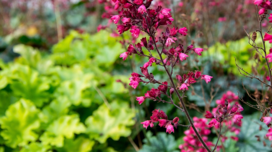 Dlužicha (Heuchera)