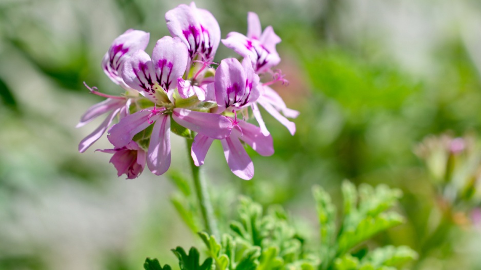 Pelargonie vonná (Pelargonium graveolens)