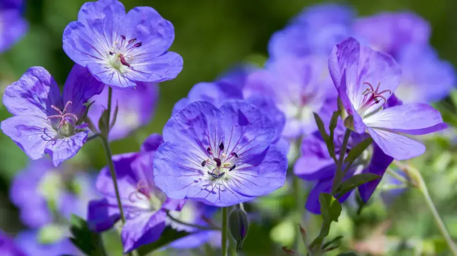Kakost (Geranium)