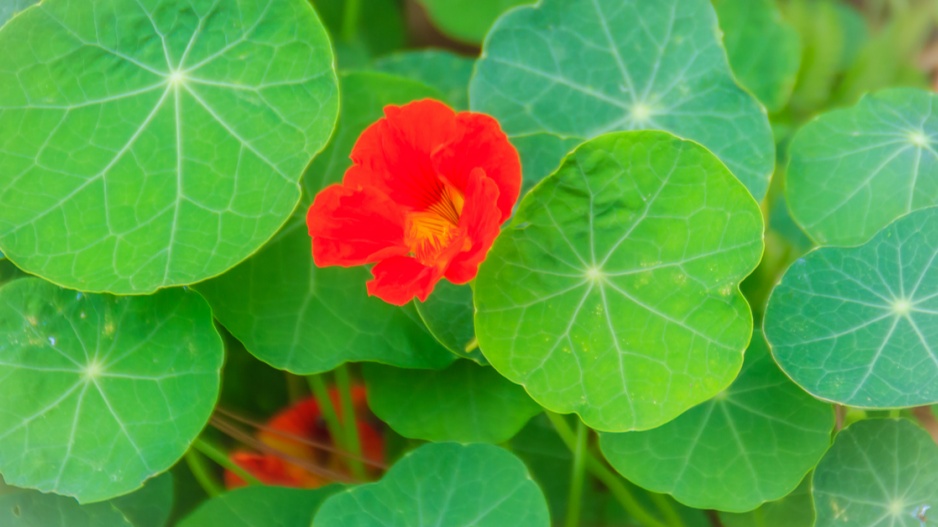 Lichořeřišnice (Tropaeolum)