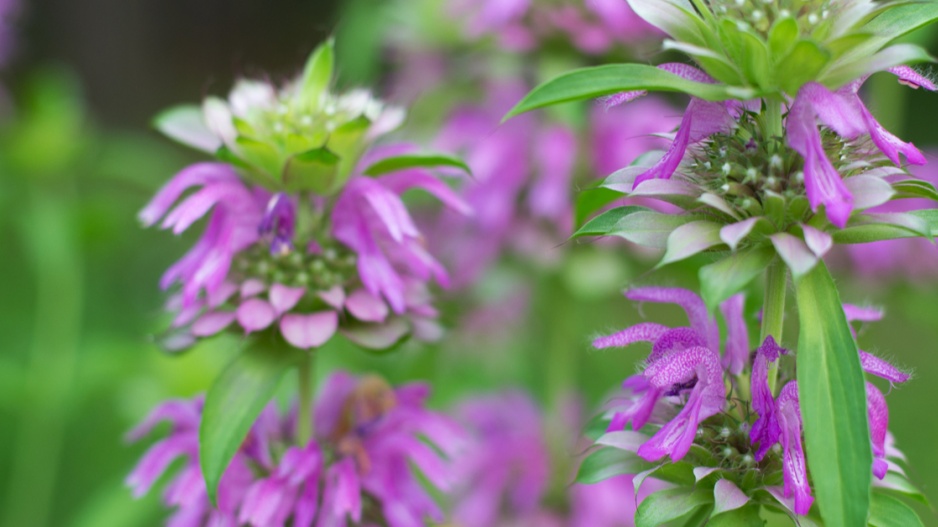 Zavinutka citronová (Monarda citriodora)