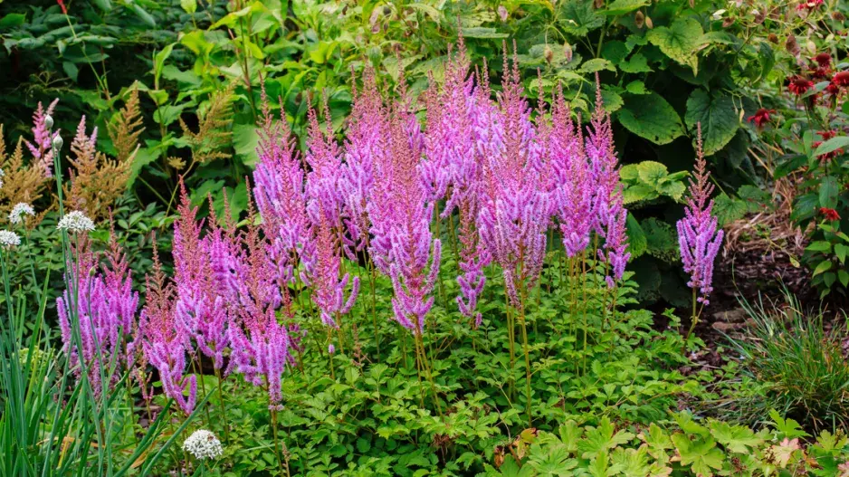 Čechrava čínská (Astilbe chinensis) Čechrava čínská (Astilbe chinensis)