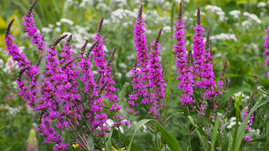 Kyprej vrbice (Lythrum salicaria)