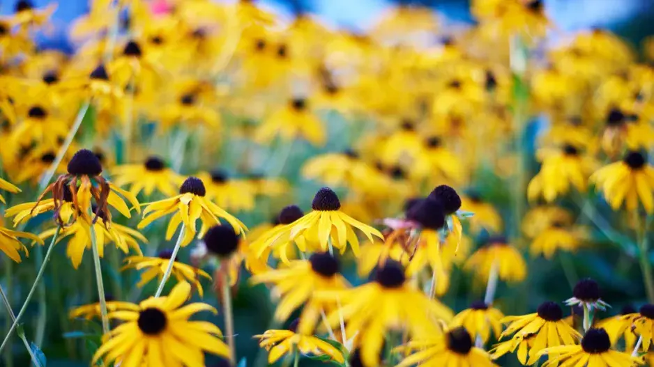 Třapatka zářivá (Rudbeckia fulgida) Třapatka zářivá (Rudbeckia fulgida)