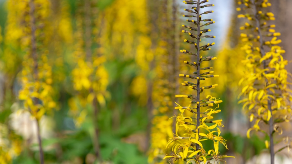 Popelivka (Ligularia)