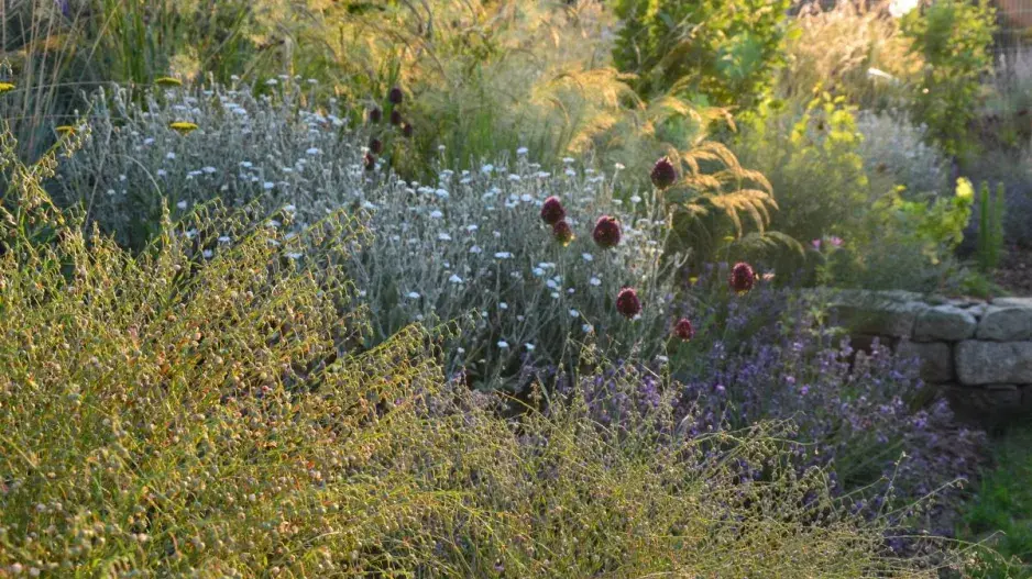 Záhon ze suchomilných rostlin Záhon ze suchomilných rostlin