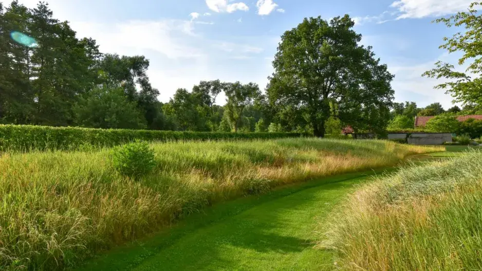 Vysokostébelná louka Vysokostébelná louka