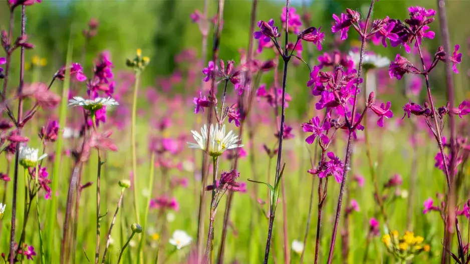 Smolnička obecná (Viscaria vulgaris)
