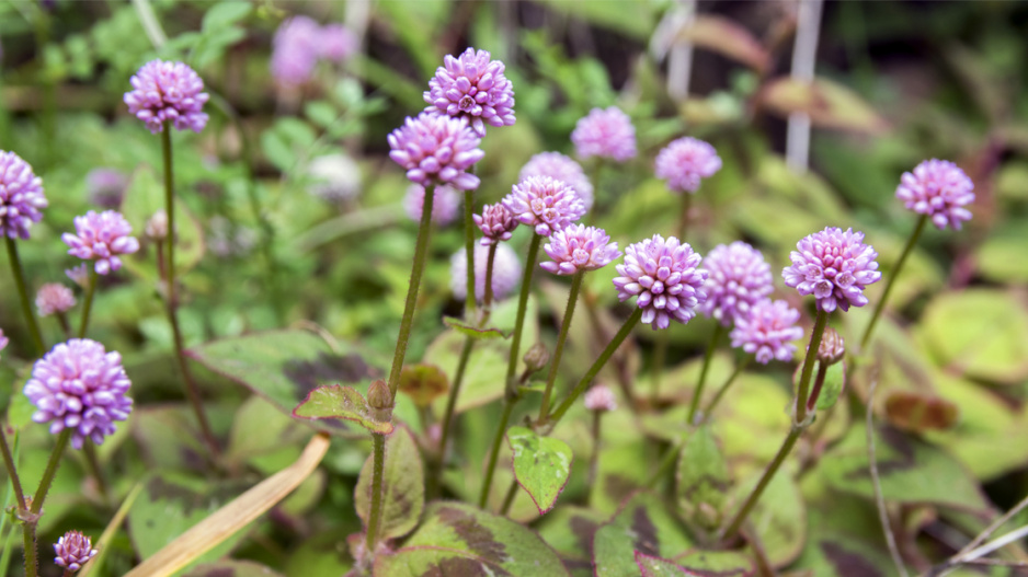 Rdesno hlavaté (Persicaria capitata)