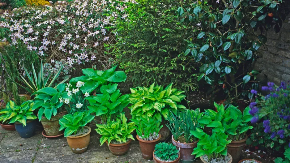 Trpasličí bohyšky