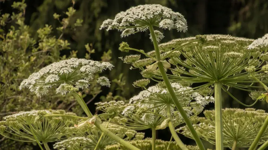 Bolševník velkolepý 