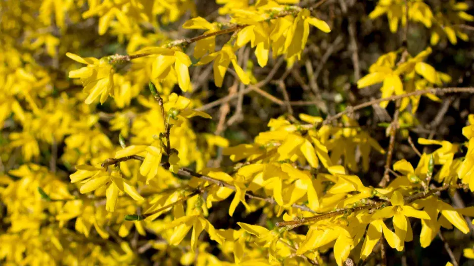 Zlatice prostřední