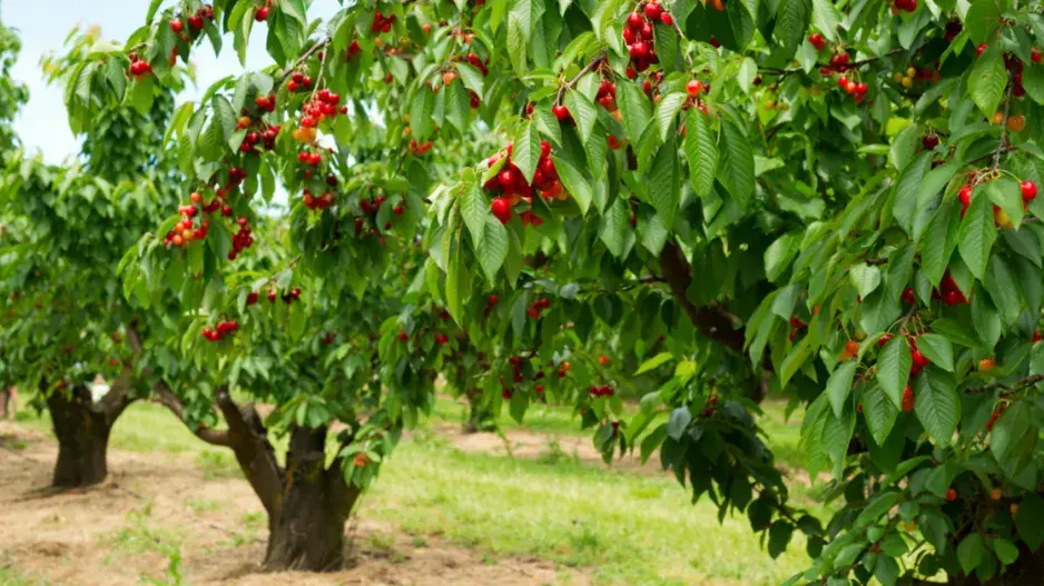 Třešňový sad