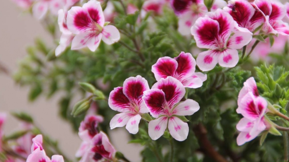 Vonná pelargonei