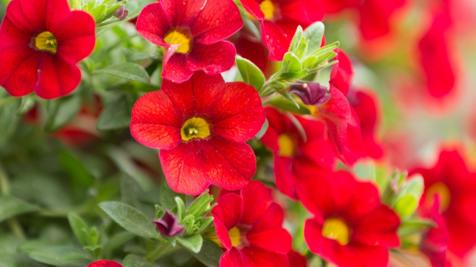 Hybridy Calibrachoa