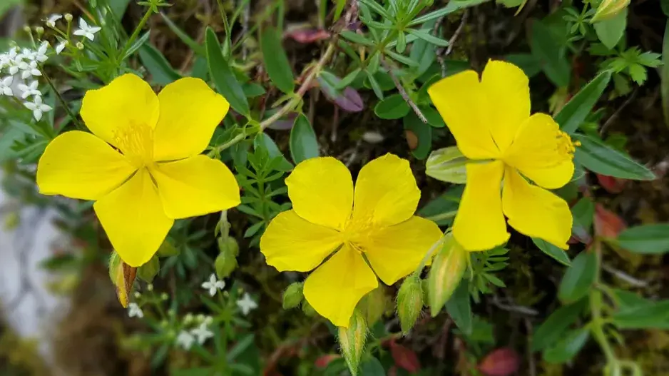 Devětsil lékařský