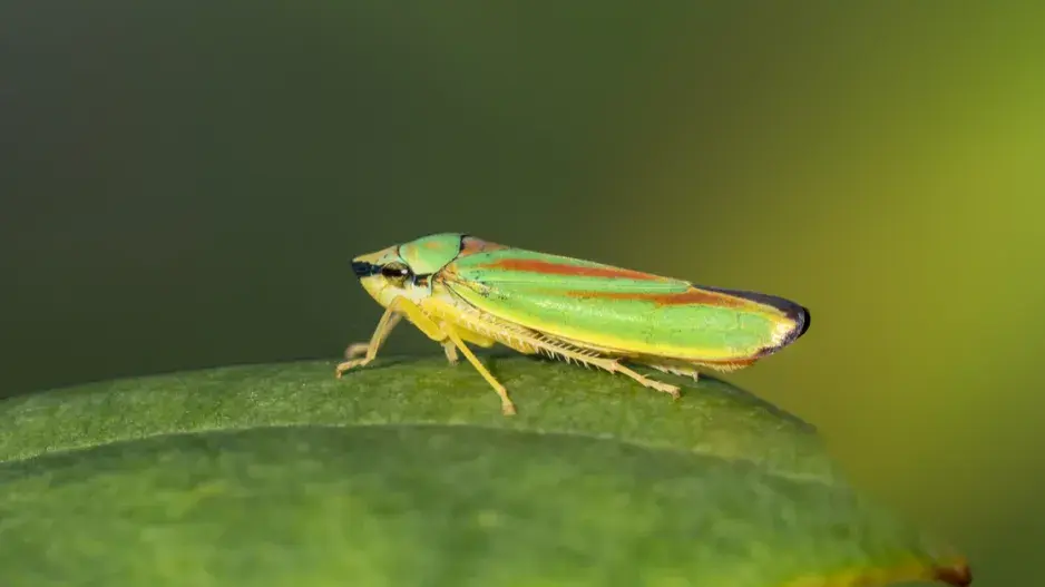 Sítinovka pěnišníková (Graphocephala fennahi)