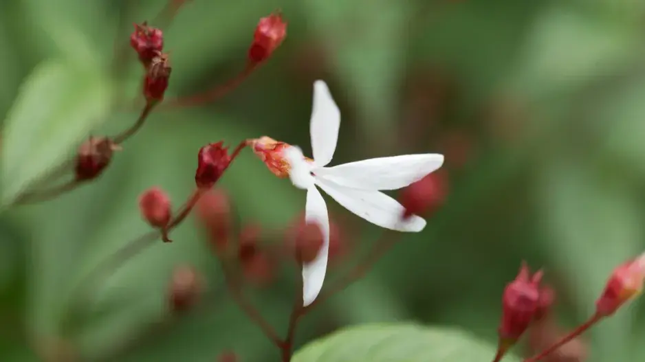 Trubučka trojlistá
