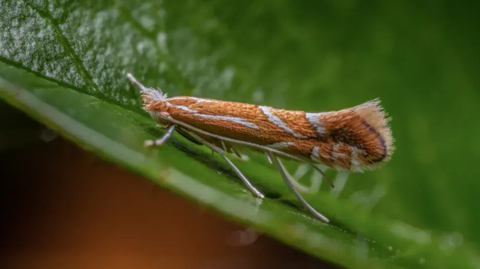 Klíněnka hlohyňová