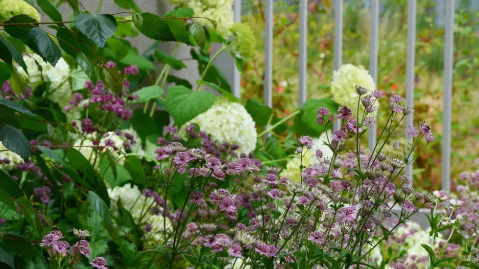 Hortenzie a jarmanky na předzahrádce Hortenzie a jarmanky na předzahrádce