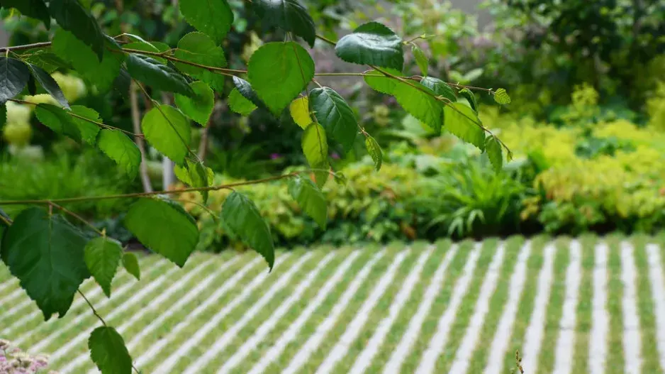 Zatravněná dlažba ve vjezdu do garáže Zatravněná dlažba ve vjezdu do garáže