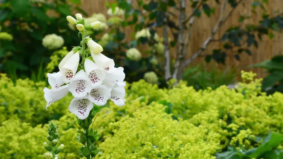 Náprstník mezi kontryheli Náprstník mezi kontryheli