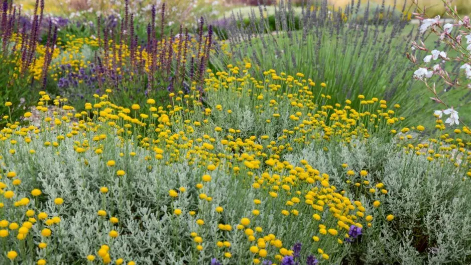 Teplomilné trvalky: svatolina, levandule, šalvěj Teplomilné trvalky: svatolina, levandule, šalvěj