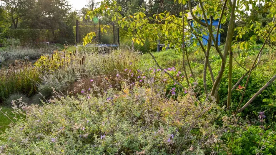 Zapojený porost trvalek místo trávníku Zapojený porost trvalek místo trávníku