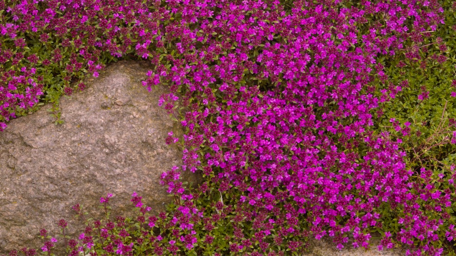 Mateřídouška úzkolistá (Thymus serpyllum)