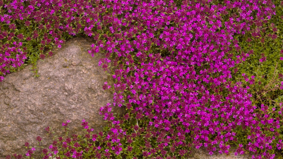 Mateřídouška úzkolistá (Thymus serpyllum)