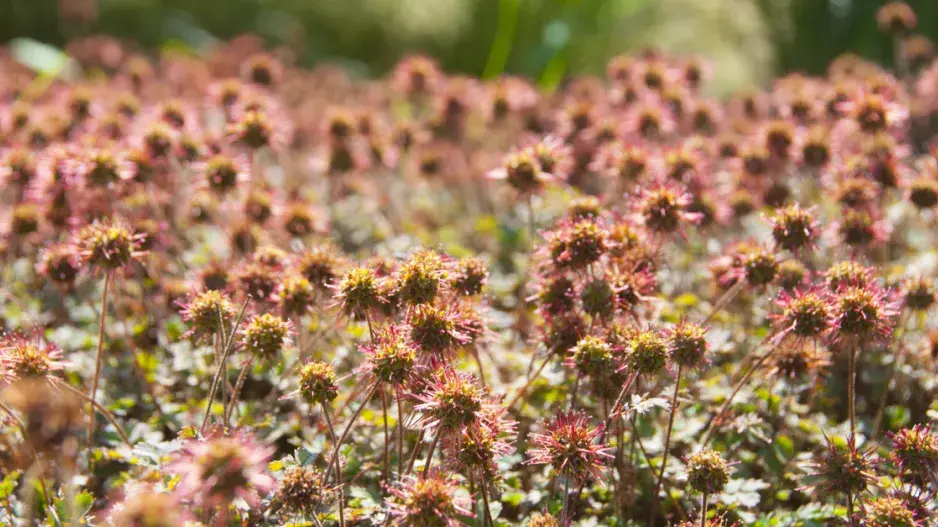 Plazilka drobnolistá (Aceana microphylla)