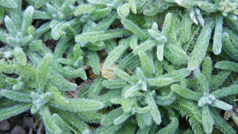Řebříček plstnatý (Achillea tomentosa)
