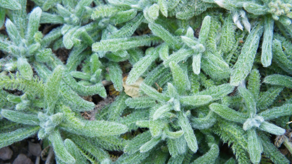 Řebříček plstnatý (Achillea tomentosa)