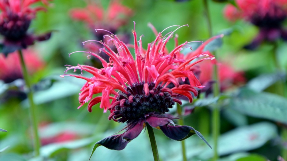 Zavinutka podvojná (Monarda didyma)