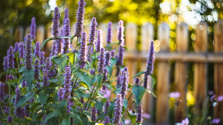 Agastache anýzová